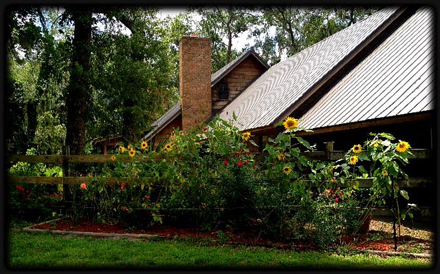 Summer Flowers in bloom