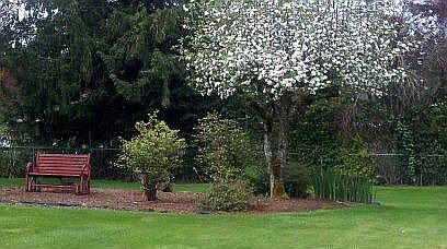 Apple trees and blueberries