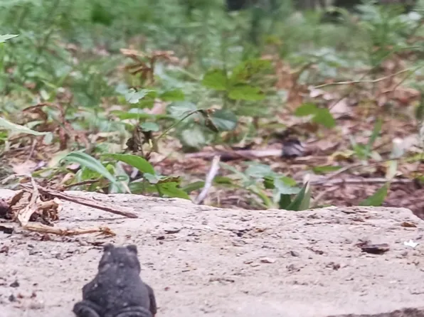 Sanders Ln, Oakland, MD 21550