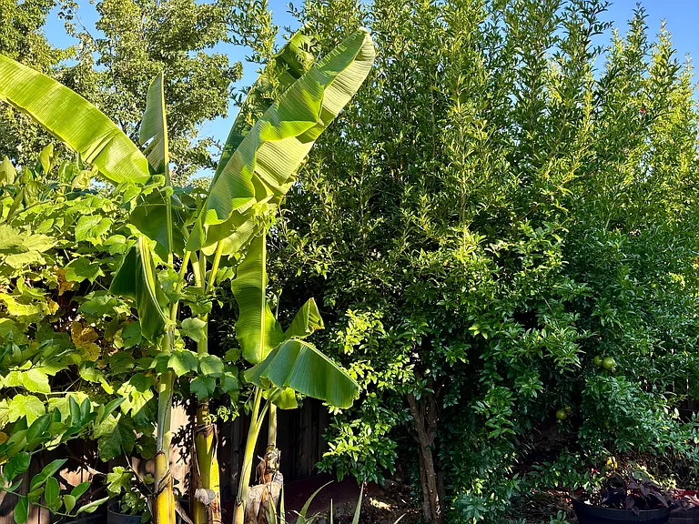 Backyard Plantain