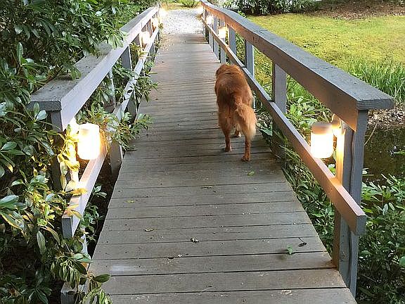 Bridge to guest house
