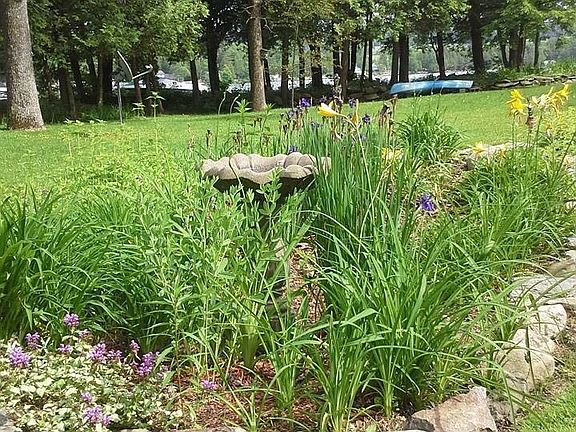 Rain Garden