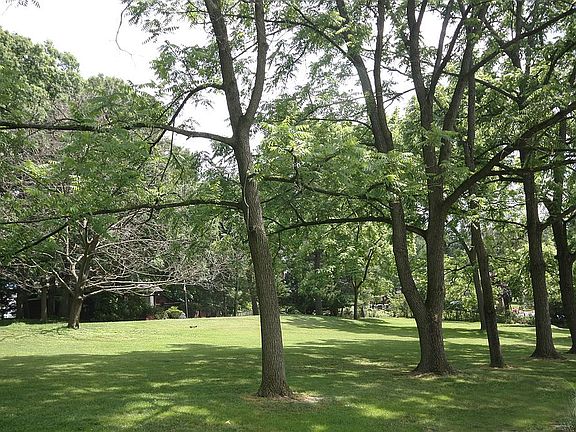 Stately walnut trees