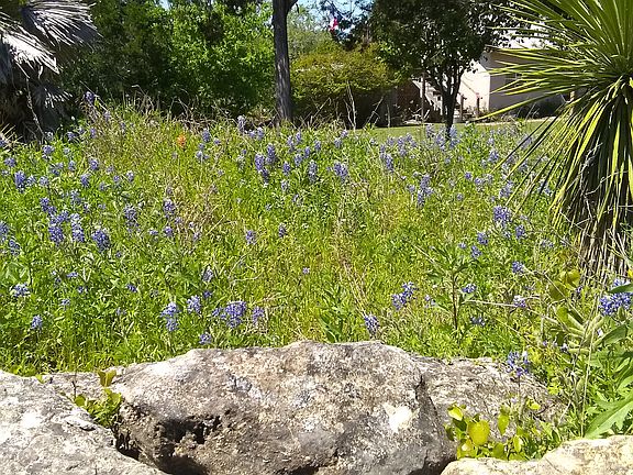 Bluebonnets