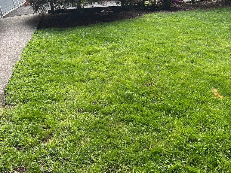 Front walkway and yard