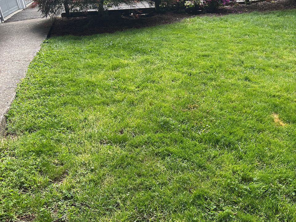 Front walkway and yard