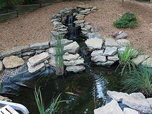 koi pond
