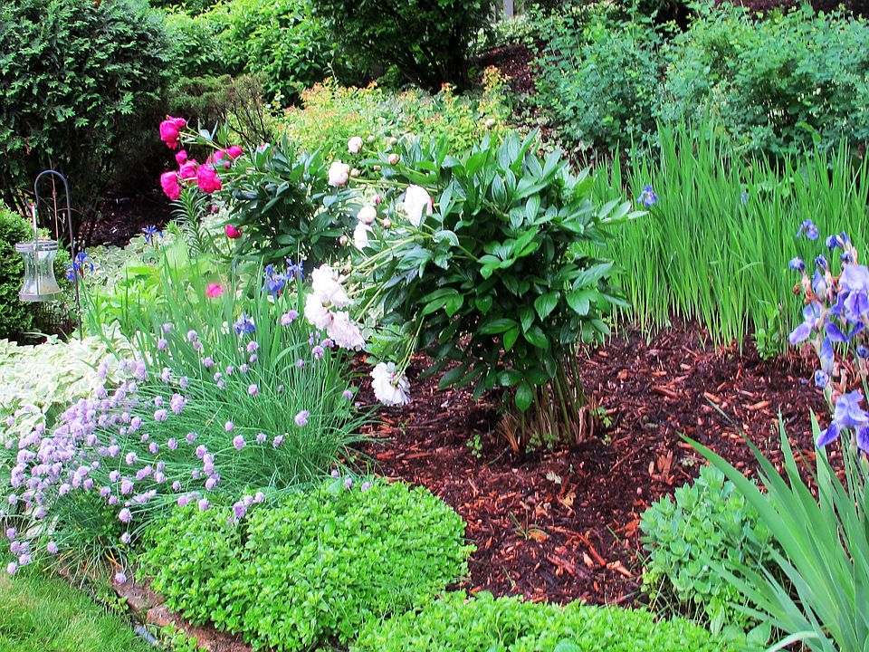Full perennial garden