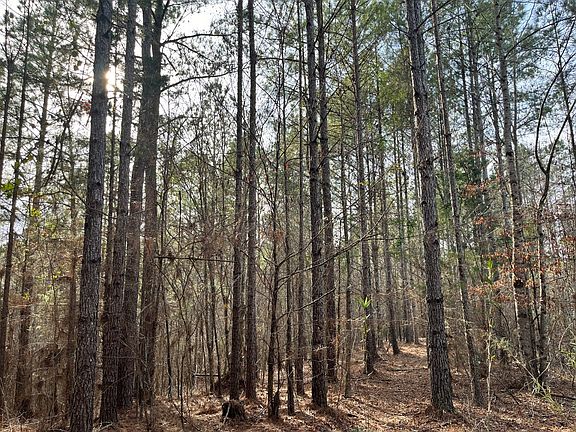 Mid-Rotation Pine Plantation