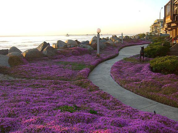 View from beach front patios