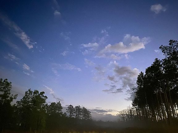 trees all in back oak & pine