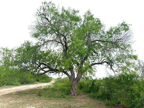 5th image of 81/- Acres Live Oak County Cres #282-123