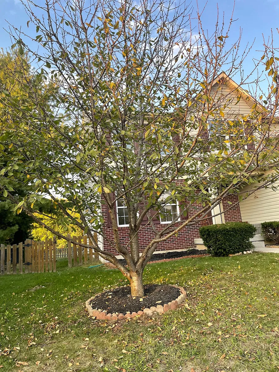 Cherry fruit tree in the front yard - 2432 Governors Point Ave