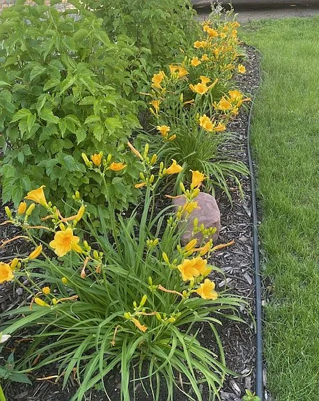 Flowers in backyard