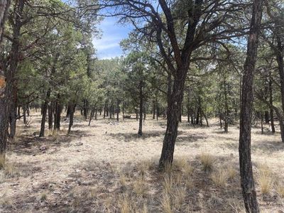 30 Hop Canyon Rd, Magdalena, NM, 87825