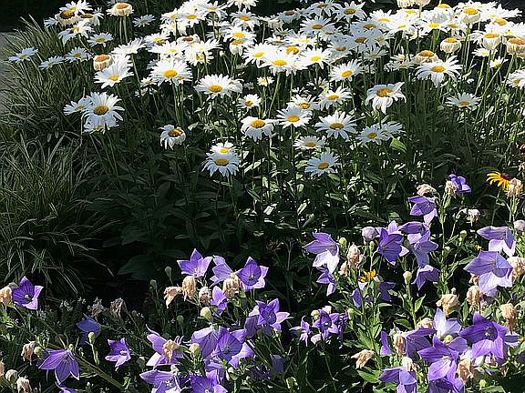 Front garden in July