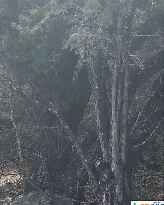 2nd image of 0 Palm