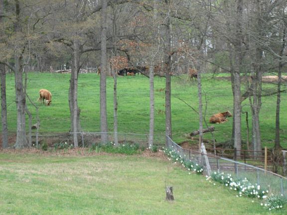 Backyard with cows on the ajoining acres