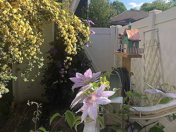 Clematis & Lady Banksia Rose