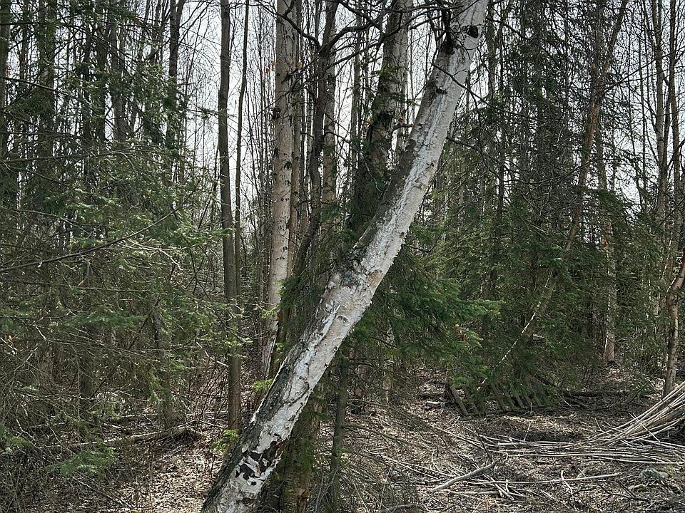 2nd image of L19-B2 Chugach Meadows Loop