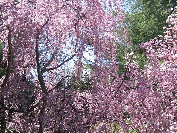 Weeping Cherry-Backyard