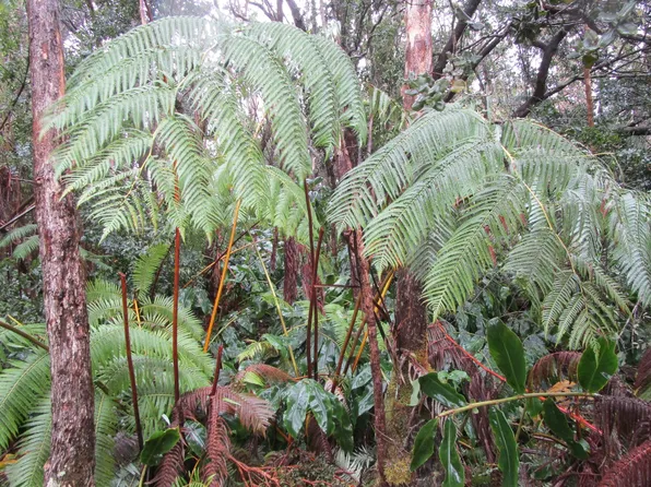 LOT 5 Lot 5, Volcano, HI 96785