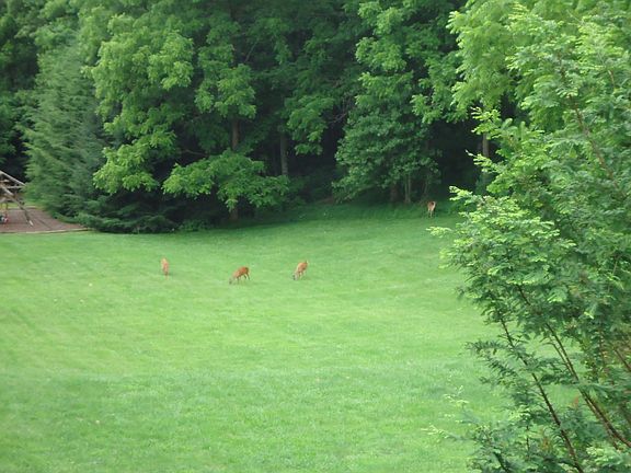 Back yard