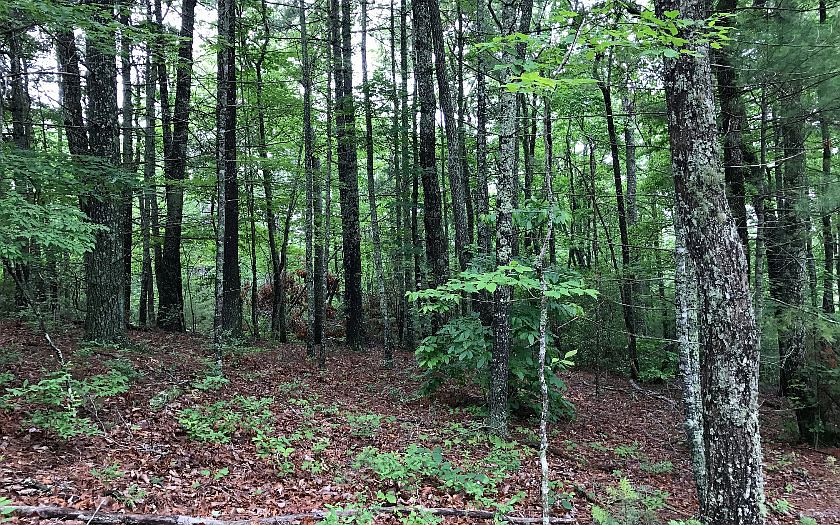 2nd image of LT 24 Wild Acres Rd