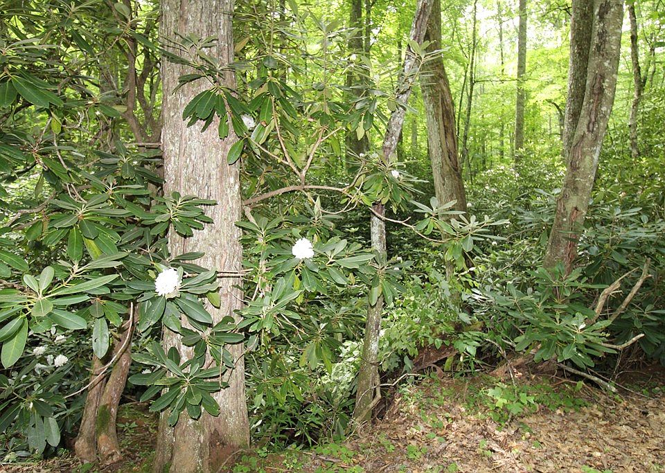 1387 Brookstone Rd, Bastian, VA 24314 Zillow