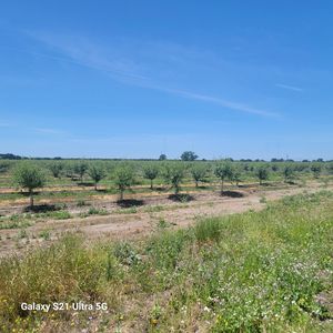 26002 Blossom Rd, Thornton, CA, 95686