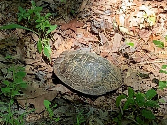 Turtles, deer, and other wildlife are abundant. 