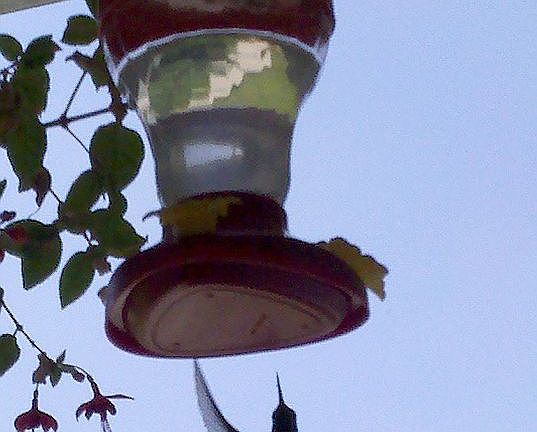 hummer