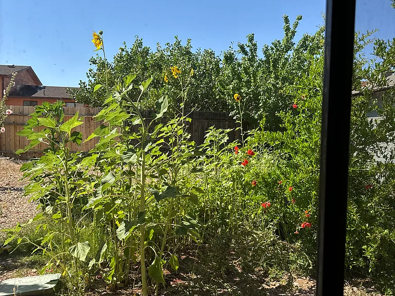 View from covered patio
