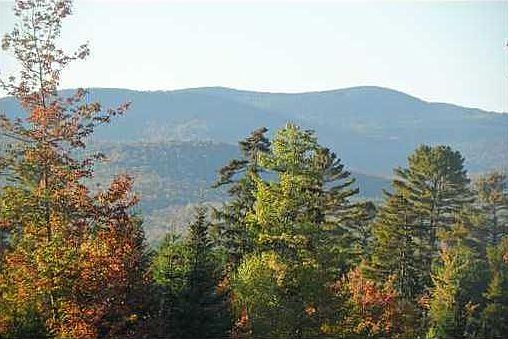 1st image of Lot 12 English Woods