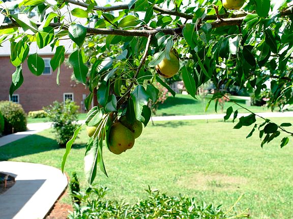 Pear tree