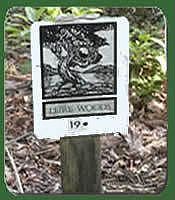 2nd image of Mintwood Ct Lot 19