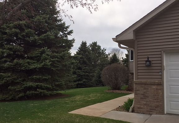 Mature spruce outside front 