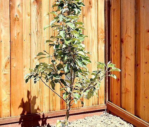 Anna apple tree( 2 years old