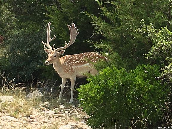 2nd image of 1 AND 2 Texana Oaks Ranch Hway 377