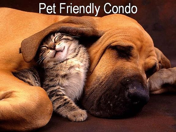 Pet friendly