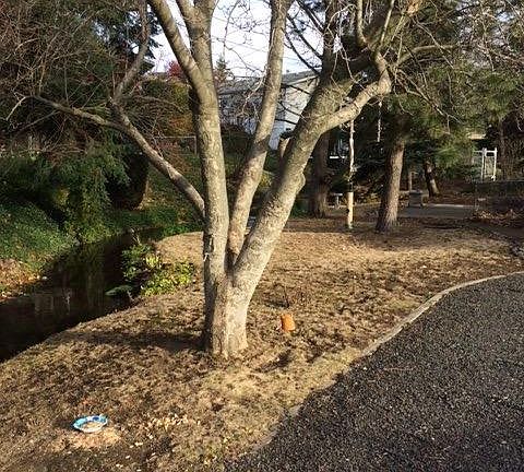 Back Yard With Creek