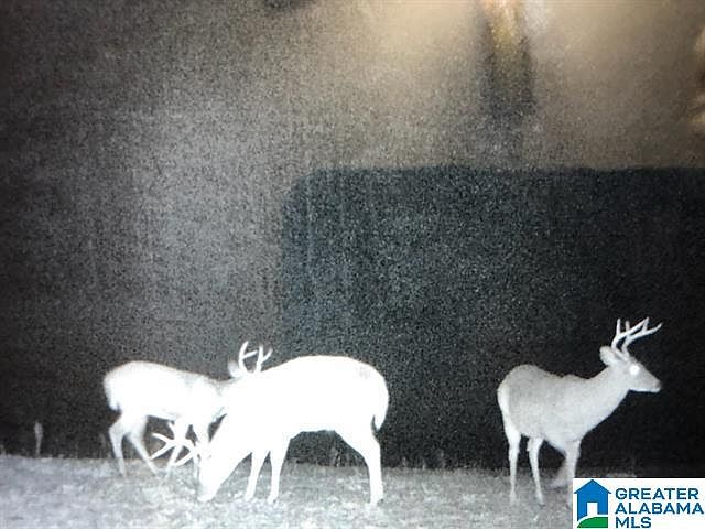 1st image of 0 Lane Branch Rd #0