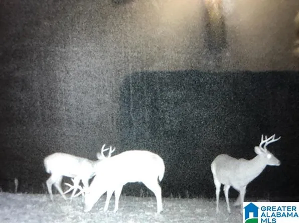 0 Lane Branch Rd #0, Wedowee, AL 36278