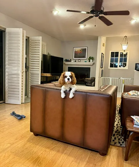 Living room. One small dog allowed.