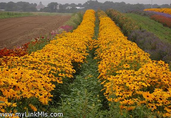 View of the Bartlett Farm Flower Fields from the lot