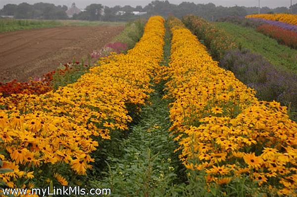 View of the Bartlett Farm Flower Fields from the lot