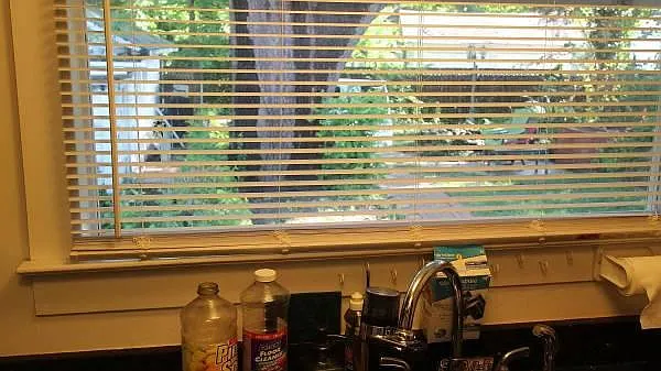 kitchen window