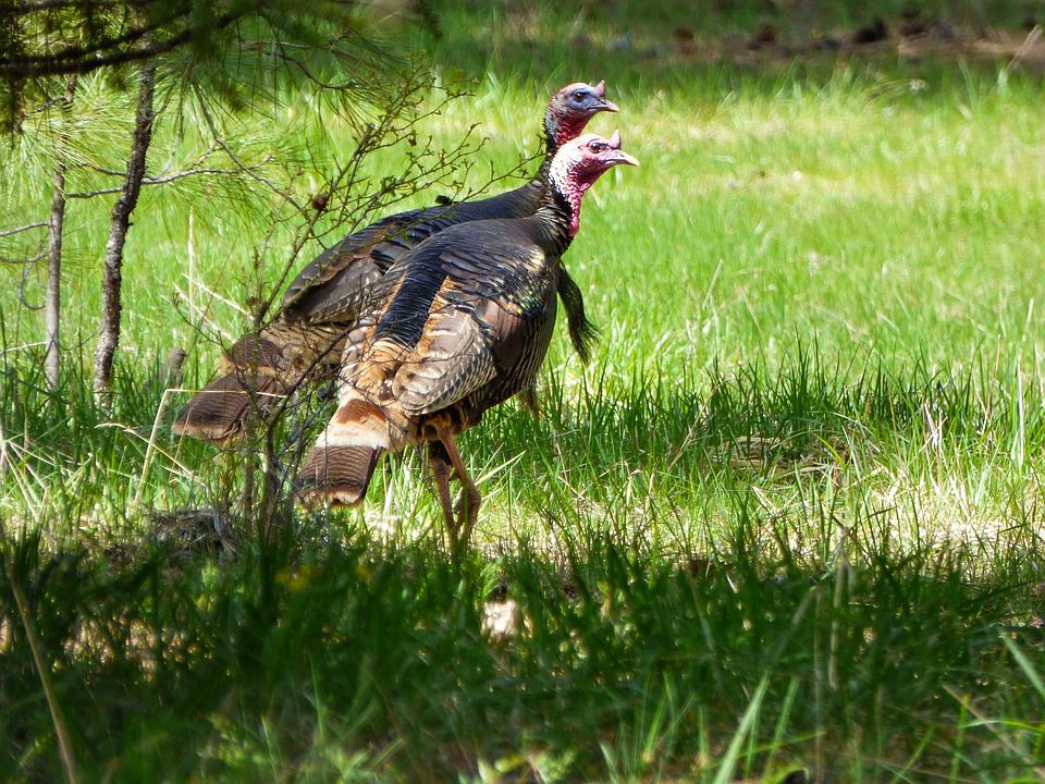 0 Belgian Ln Fort Jones, CA, 96032 Apartments for Rent Zillow