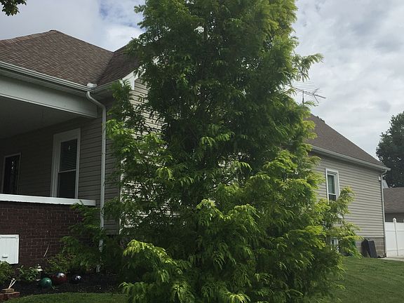 Mature Cedar Tree