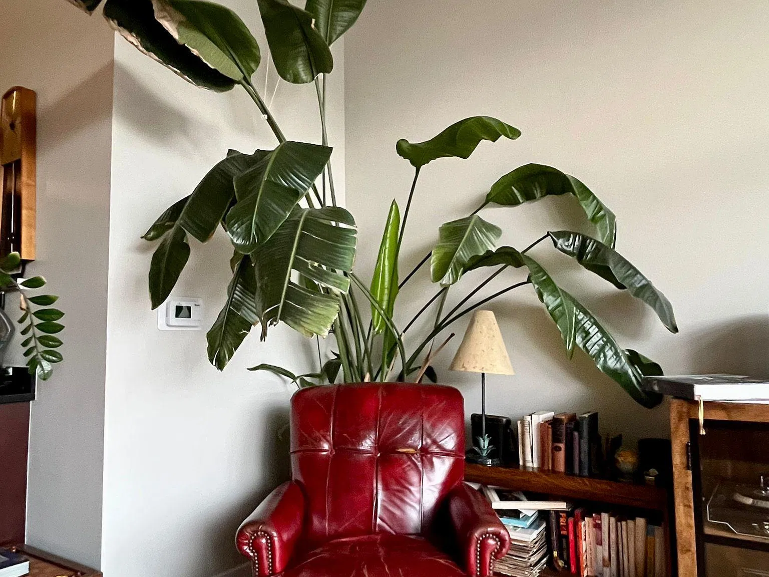 1 bed, 825 sqft, $2,900 — Photo 3